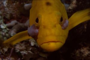 Yellow coney with parasites, Bahamas, Nikon F100 with 105... by Ernst Seeling 